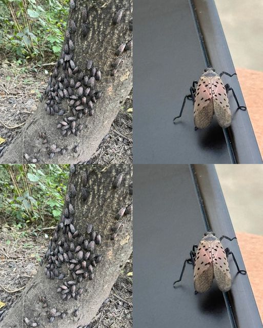 Jeśli kiedykolwiek zauważysz tego owada, pozbądź się go natychmiast!