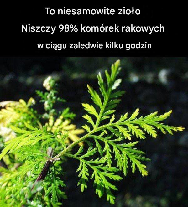To niesamowite zioło zabija 98% komórek rakowych w ciągu zaledwie 16 godzin