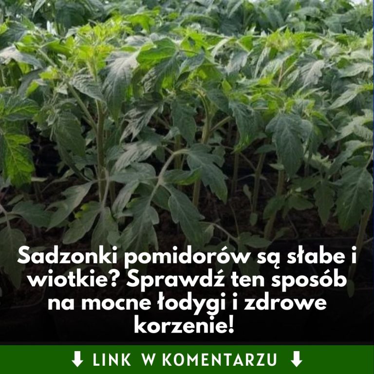 Ten trik sprawi, że sadzonki pomidorów będą rosły jak szalone! Sprawdź, jak je podlewać, by miały mocne łodygi i zdrowe korzenie