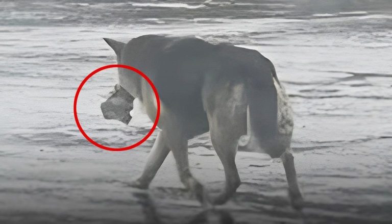 Jej pan nie żyje, a ona teraz błąka się po ulicach, niosąc ze sobą wspomnienie…