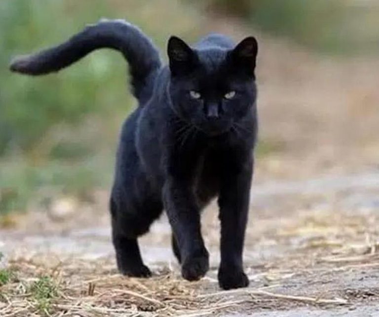 Co oznacza spotkanie czarnego kota?
