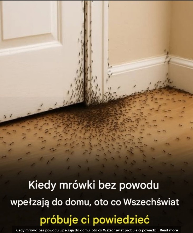 Mrówki w domu bez powodu? To może być znak! Co próbuje powiedzieć Ci Wszechświat