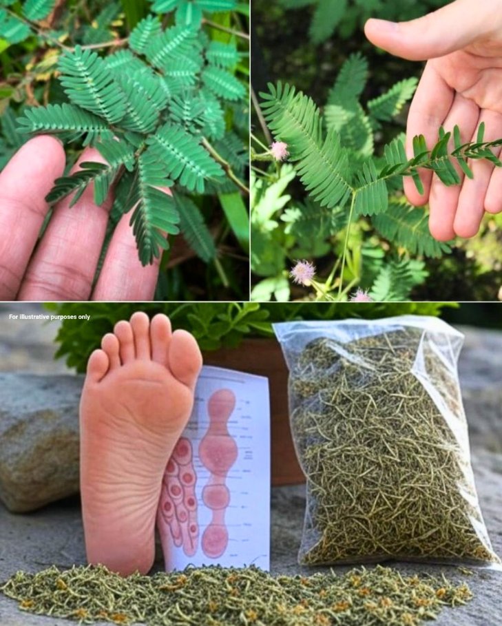 15 korzyści zdrowotnych i jak stosować Mimosa Pudica: 5 praktycznych zastosowań…