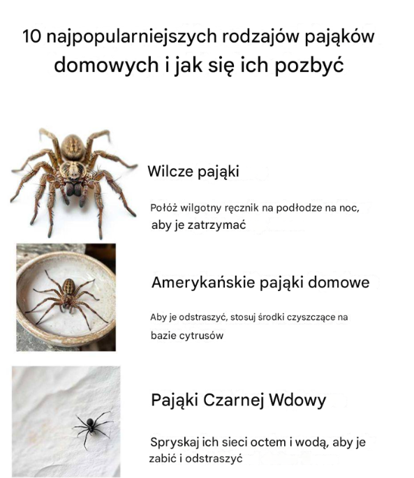 10 najpopularniejszych rodzajów pająków domowych i jak się ich pozbyć