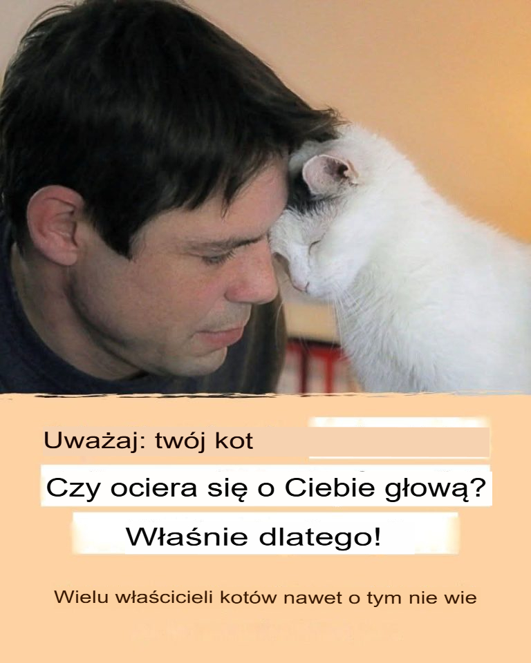 Oto 8 pozycji do spania dla kotów i ich znaczenie!