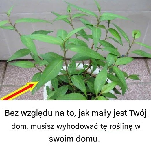Bez względu na to, jak mały jest Twój dom, musisz wyhodować tę roślinę w swoim domu – i zaraz dowiesz się dlaczego