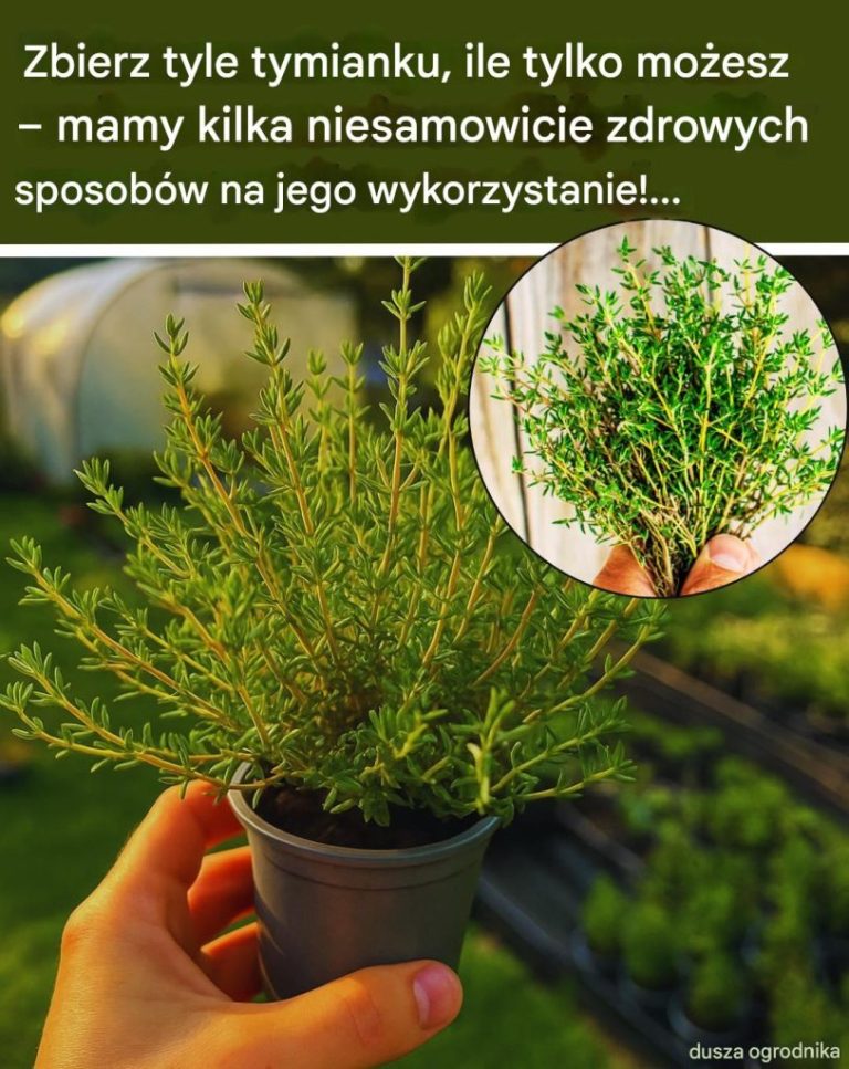 Oto dlaczego warto uprawiać tymianek i 18 sposobów na jego wykorzystanie