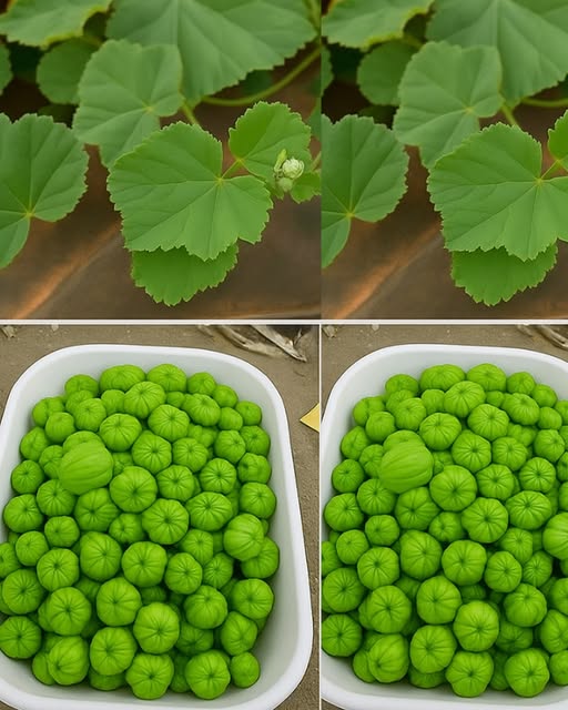 Ślaz zwyczajny: 12 niezwykłych korzyści dla Twojego ciała i dobrego samopoczucia, o których możesz nie wiedzieć