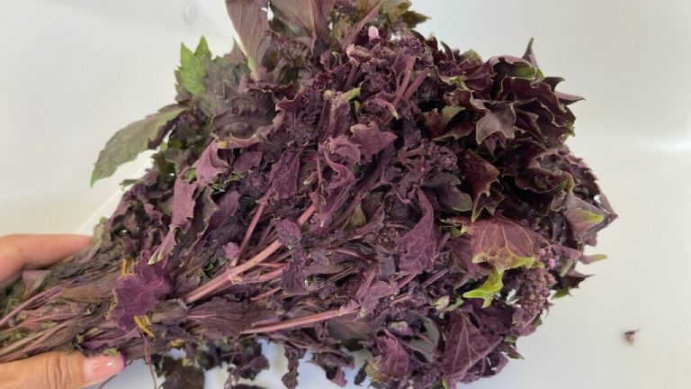 Odkrywanie cudownych korzyści bazylii: cuda, o których jeszcze nie słyszałeś