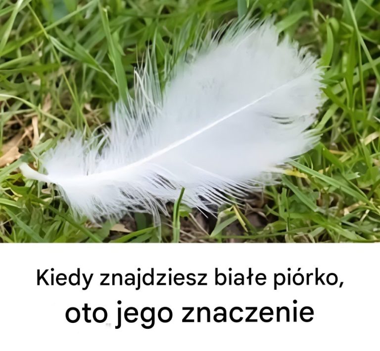 Kiedy znajdziesz białe piórko, oto co ono oznacza