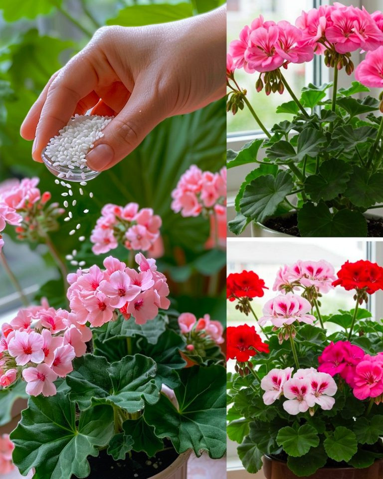 Jak nawozić rośliny ryżem: 2 metody wykorzystania go jako nawozu