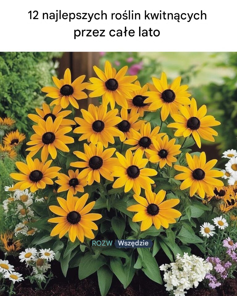 12 najlepszych roślin kwitnących przez całe lato