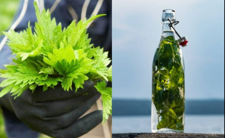 Pokrzywa w ALKOHOLU jest silniejsza od każdego lekarstwa, mawiał mój dziadek: zapamiętaj ten przepis na życie!