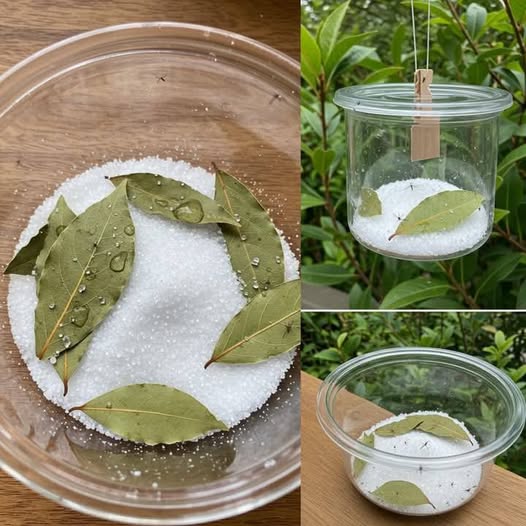 Umieść go w swoim domu na godzinę, a nigdy więcej nie będziesz musiał martwić się muchami, komarami ani karaluchami.