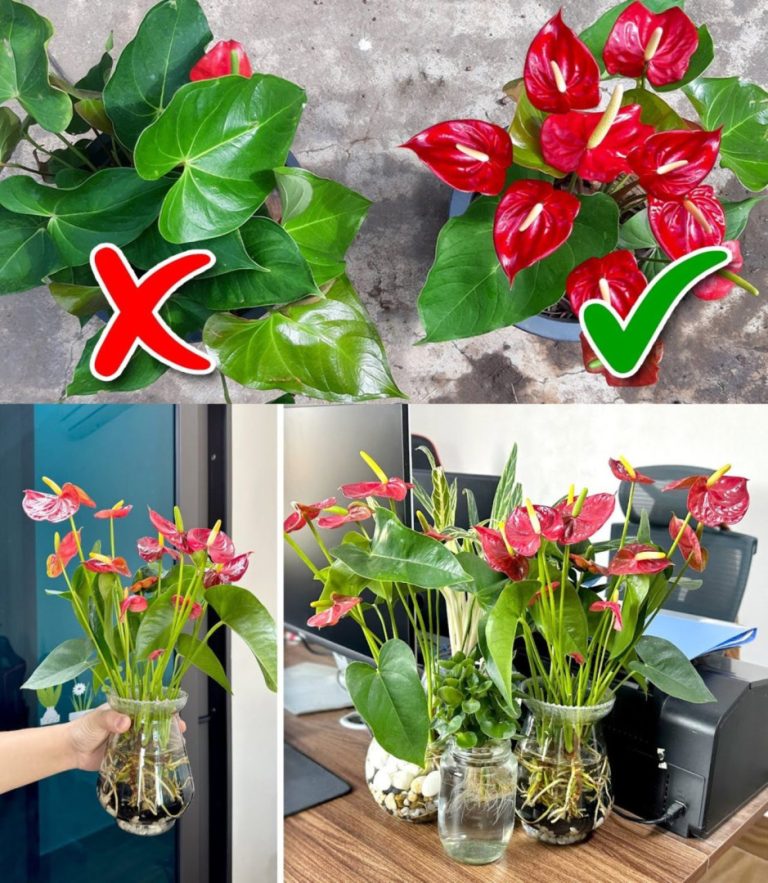 Anturium czerwone: uprawiaj tę roślinę tak, aby stale kwitła i miała błyszczące liście!