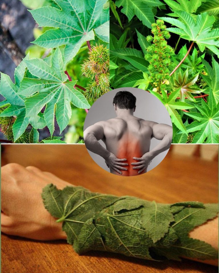 Potężne korzyści z liści rącznika, o których możesz nie wiedzieć