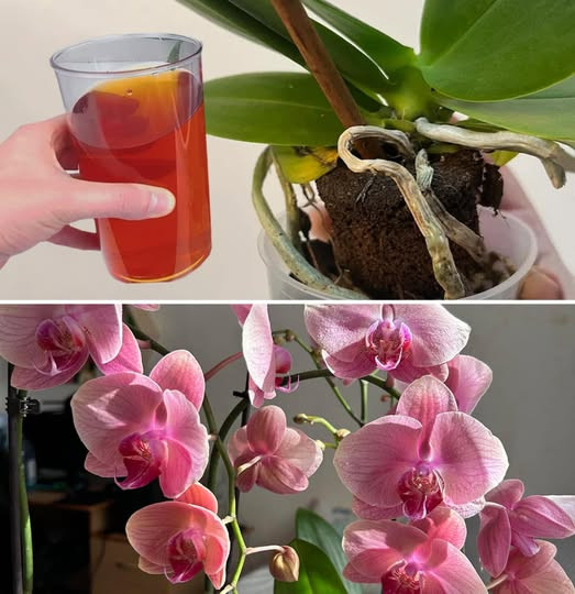 Jak ożywić umierającą orchideę i sprawić, by znów zakwitła