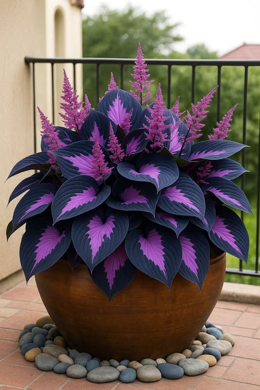 Hosta – bezpretensjonalna piękność do każdego ogrodu