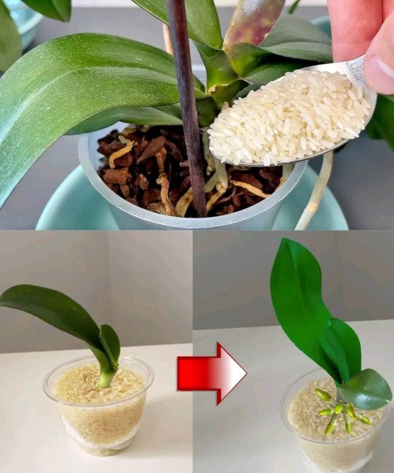Sekret kwitnących roślin: Jak 100 gramów ryżu zmienia wygląd Twoich kwiatów i liści