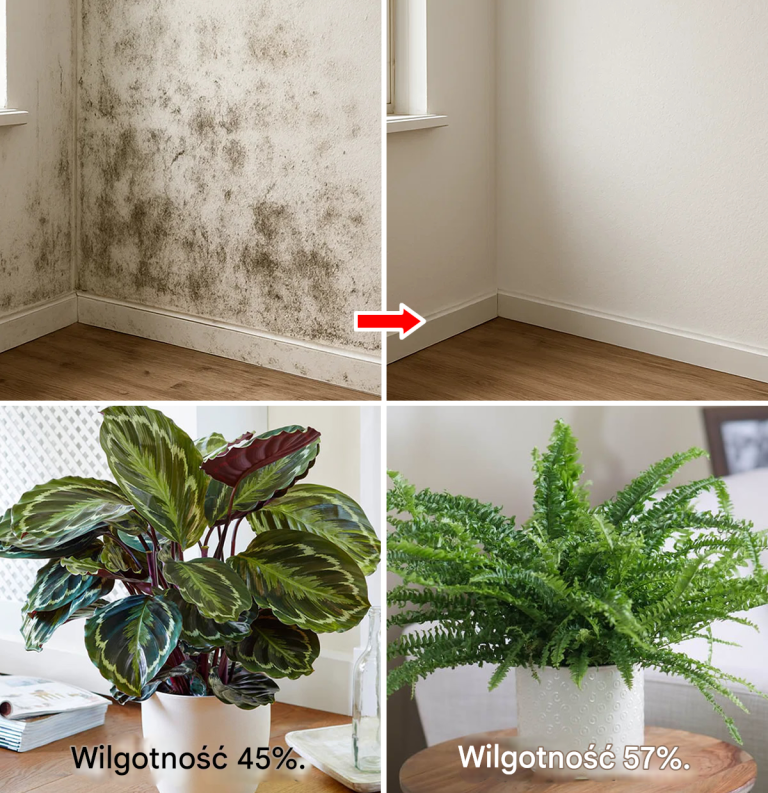 6 roślin, które kontrolują wilgotność i zapobiegają powstawaniu pleśni w domu