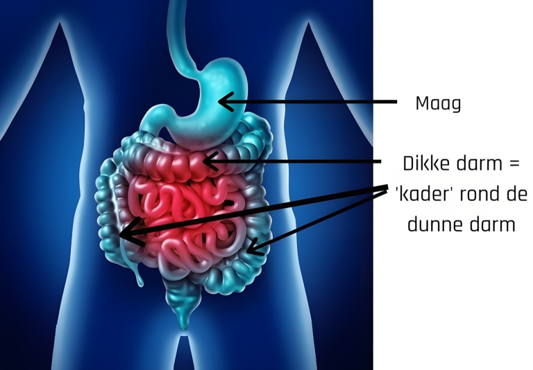Domowa mieszanka oczyszczająca jelito grube z toksycznych odpadów
