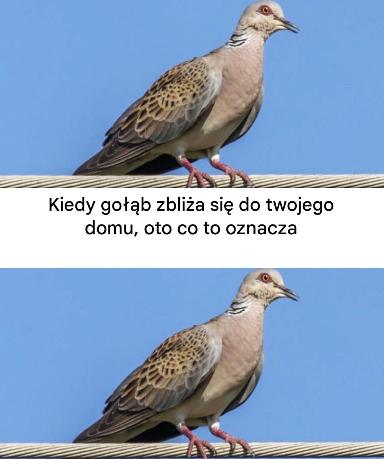 Gołąb w pobliżu domu: znaczenie duchowe i powody jego obecności...
