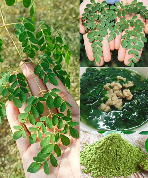 Cudowne drzewo: poznaj 10 korzyści zdrowotnych moringi i dowiedz się, jak je wykorzystać