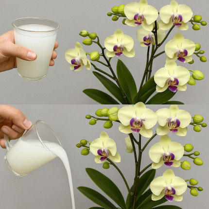 Prosta sztuczka, aby zakwitła każda orchidea!