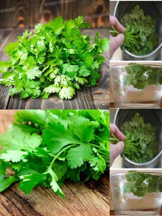 Użyj kolendry do oczyszczenia krwi, skóry, nerek i wątroby
