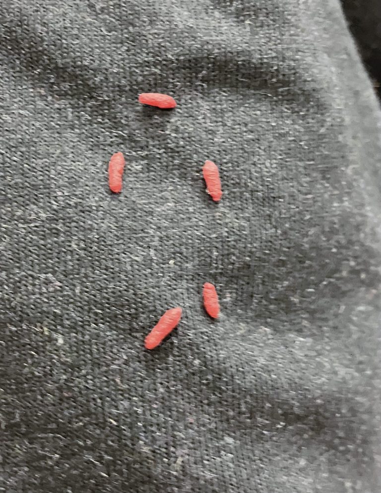 Znalazłem stary sweter... i odkryłem w nim małe, czerwone kulki...