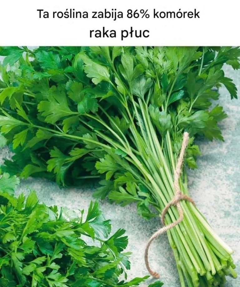 Ta roślina zabija 86% komórek raka płuc: naturalna moc artemizyniny w bylicy rocznej