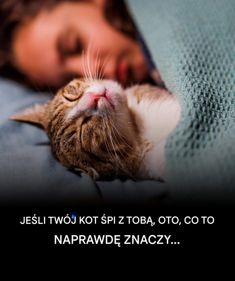 Dlaczego Twój kot NAPRAWDĘ woli spać na Tobie?