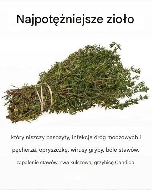 NAJSILNIEJSZE ZIOŁO, KTÓRE NISZCZY PASOŻYTY, ZAKAŻENIA DRÓG MOCZOWYCH I PĘCHERZA, WIRUSY OPRYSZCZKI I GRYPY