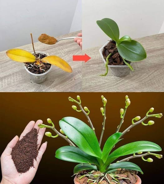 Wystarczy jedna łyżeczka, a nagle orchidea w cudowny sposób rozkwitnie wieloma kwiatami.