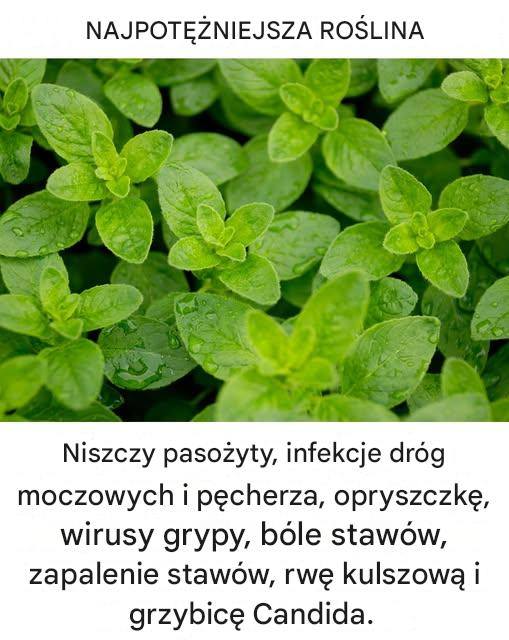 Jest to jedna z najpotężniejszych roślin na świecie.