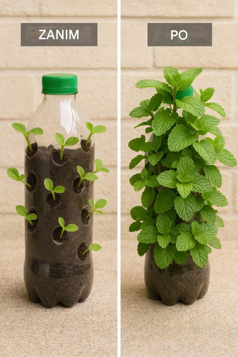Większość nie wie. Jak wyhodować miętę z sadzonek w wiszących plastikowych butelkach