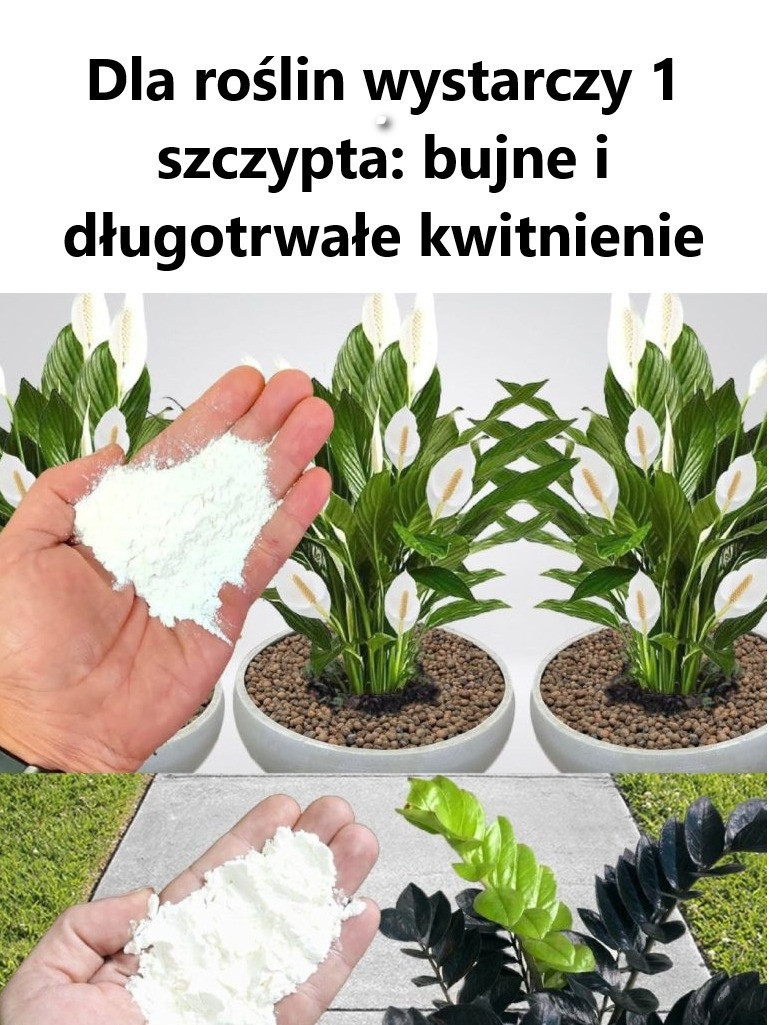 Dla roślin wystarczy 1 szczypta: bujne i długotrwałe kwitnienie