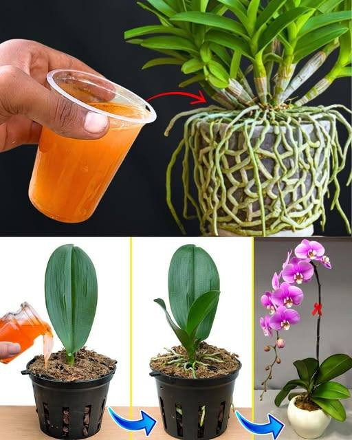 Najbardziej skuteczny trik na ożywienie umierającej orchidei i sprawienie, że znów zakwitnie