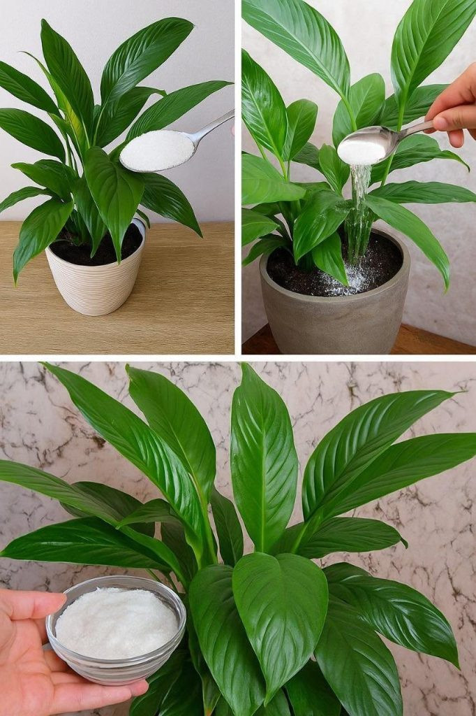 Dodaj jedną tabletkę przy każdym podlewaniu. Skrzydłokwiat ożyje, zazieleni się i zakwitnie!